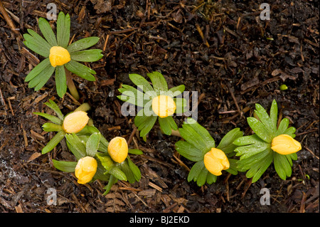 Eranthis hyemalis, aconites hiver 'Aurantiaca', avec le gel de fusion Banque D'Images
