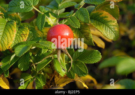 Japanese Rose, Rosa rugosa Banque D'Images