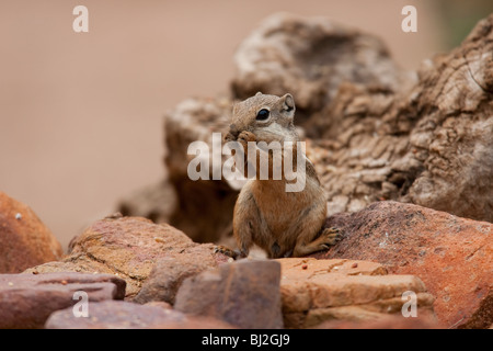 Yuma Écureuil Antilope (Ammospermophilus harrisi), manger une graine. Banque D'Images