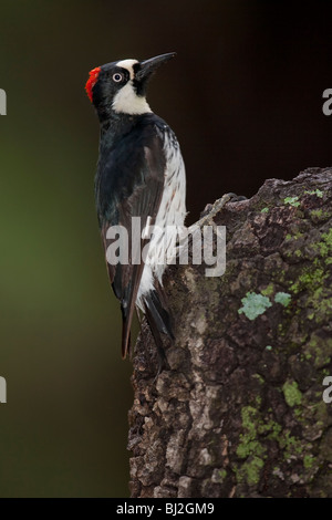 Acorn Woodpecker (Melanerpes formicivorus formicivorus) femelle. Banque D'Images