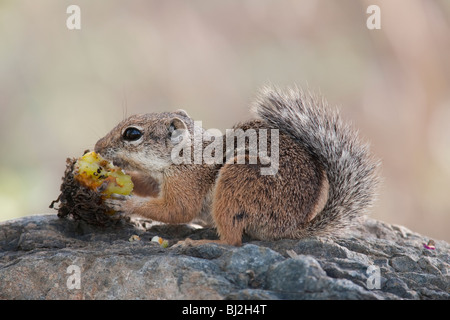 Yuma Écureuil Antilope (Ammospermophilus harrisi), manger des fruits de cactus. Banque D'Images