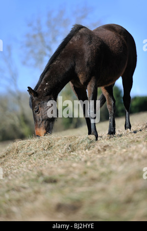 Cheval en hiver alimentation couche sur la paille Banque D'Images