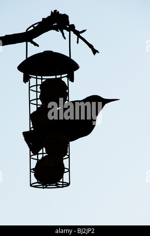 Sturnus vulgaris. Silhouette de Starling sur une graisse de billes chargeur d'suspendue à un arbre dans un jardin Banque D'Images