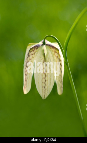 Serpents blanc head fritillary, Fritillaria meleagris, avec motif à damiers faible Banque D'Images