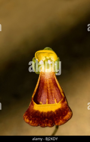 Lady's Slipper malouines, le Calceolaria fothergillii, est endémique aux îles Falkland. Banque D'Images