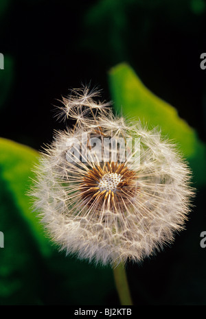 Seedhead pissenlit, Taraxacum officinale, la dispersion de graines Banque D'Images