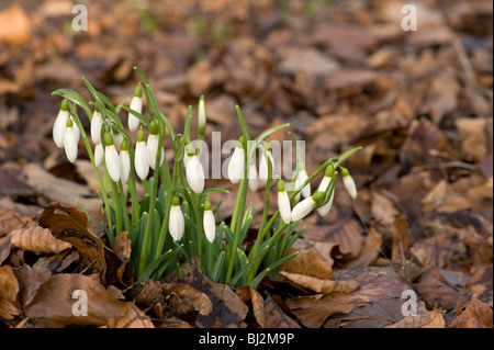 Perce-neige, Galanthus nivalis, emerge throuogh la litière en Janvier Banque D'Images