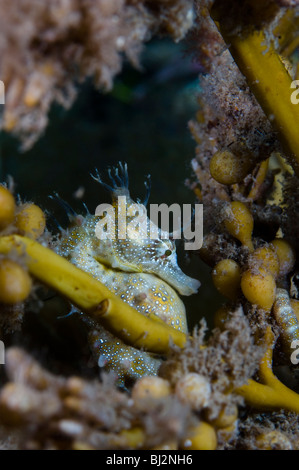 Hippocampe rouge, de l'Hippocampe breviceps, Wool Bay, Australie du Sud. Banque D'Images