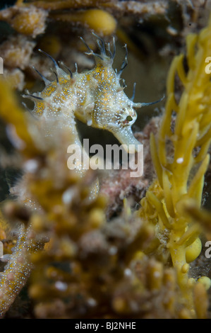 Hippocampe rouge, de l'Hippocampe breviceps, Wool Bay, Australie du Sud. Banque D'Images