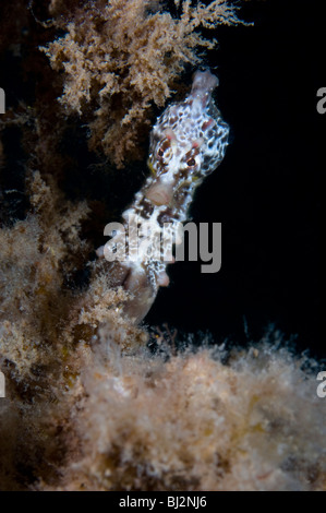 Hippocampe rouge, de l'Hippocampe breviceps, Wool Bay, Australie du Sud. Banque D'Images