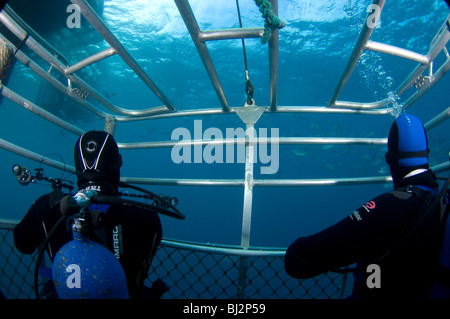 Les plongeurs en attente dans shark cage pour photographier les grands requins blancs, Neptune, l'Australie du Sud, Australie. Banque D'Images
