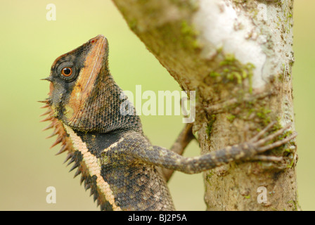 Lézard à crête de forêt (Calotes emma) dans la forêt tropicale du Parc national de Khao Sok, Thaïlande du sud. Mai 2007. Banque D'Images