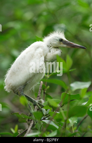 Poussin l'Aigrette garzette (Egretta garzetta) dans la colonie de nidification sur l'île aux oiseaux dans le Bang Pakong River, Bangkok, Thaïlande. 20 avril Banque D'Images