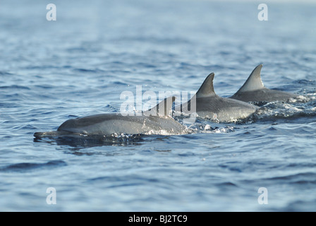 Une gousse de indo-pacifique des grands dauphins (Tursiops aduncus) dans la Baie de Lovina, au large de la côte nord de Bali, juillet 2007. Banque D'Images