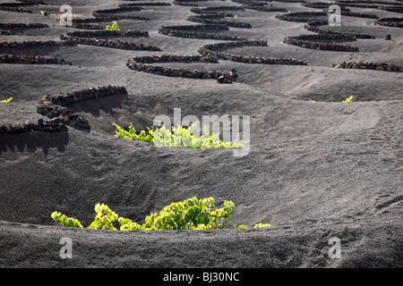 Vignobles et de cratères dans le sol volcanique creusé pour protéger les vignes contre le vent dans La Geria, Lanzarote, îles Canaries, Espagne Banque D'Images