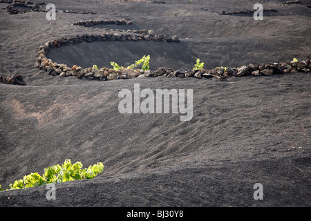 Vignobles et de cratères dans le sol volcanique creusé pour protéger les vignes contre le vent dans La Geria, Lanzarote, îles Canaries, Espagne Banque D'Images