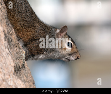 SCIURUS CAROLINENSIS OU L'ÉCUREUIL GRIS SUR L'INDIAN RIVER EN FLORIDE Banque D'Images