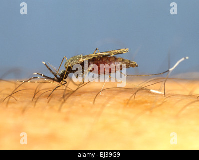 Moustique vecteur du paludisme d'Amérique du Sud (Anopheles albimanus) se nourrissant de bras humain Banque D'Images