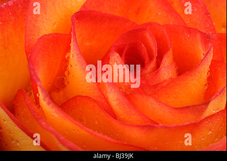 Rose (Rosa), avec des gouttes de rosée, close-up Banque D'Images