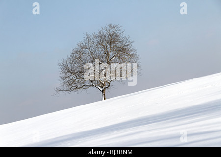 Arbre de chêne en hiver la neige, Chiemgau Haute-bavière Allemagne Banque D'Images