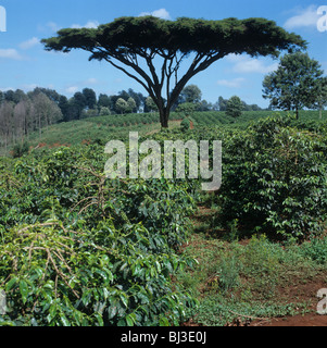 Plantation de café Arabica avec Acacia thorn tree près de Nairobi, Kenya Banque D'Images