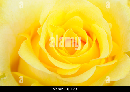 Yellow rose (Rosa), close-up Banque D'Images