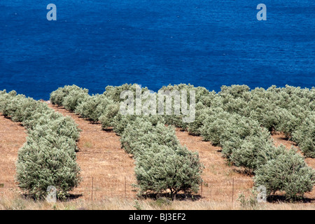 Plantation d'oliviers près de Falassarna, Crète, Grèce, Europe Banque D'Images