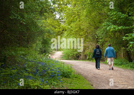 Deux adultes marche sur sentier en forêt passé bluebells Banque D'Images