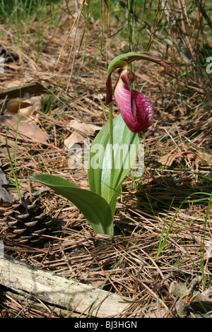 Pink Lady's Slipper Orchid Cypripedium acaule fleurs mocassin ou l'Est de l'USA Banque D'Images