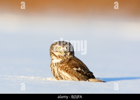 Chouette naine (Glaucidium passerinum) sur la neige Banque D'Images