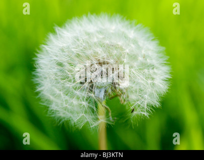 Graines de pissenlit en gros libre contre fond d'herbe verte Banque D'Images