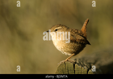 Troglodyte mignon ou le nord de l'Wren (Troglodytes troglodytes) à la place d'alimentation Banque D'Images