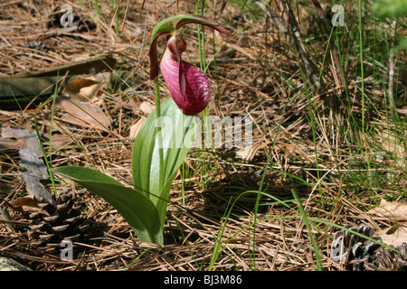 Pink Lady's Slipper Orchid Cypripedium acaule fleurs mocassin ou l'Est de l'USA Banque D'Images