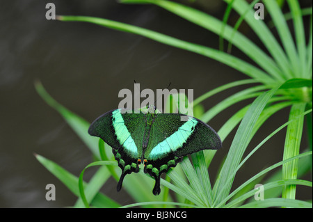 Emerald Papilio Palinurus), Malaisie, Philippines Banque D'Images