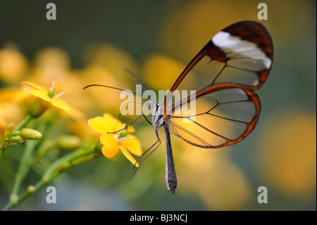 Aile de papillon en verre (Greta oto), l'Amérique du Sud Banque D'Images