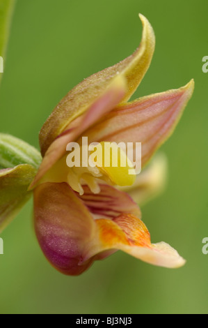 L'orchidée Epipactis gigantea (flux) Banque D'Images