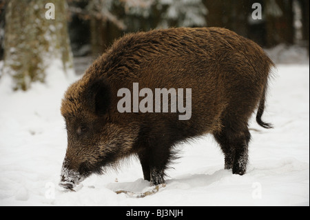 Le sanglier (Sus scrofa) en hiver Banque D'Images