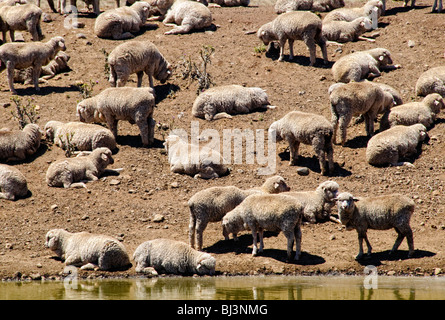 Moutons pâturant sécheresse Terre dévastée Outback Australia // OUTBACK, Australia — les moutons pâtissent sur des terres arides et desséchées dans une ferme d'une campagne australienne frappée par la sécheresse. Le paysage aride, avec sa terre fissurée et sa végétation clairsemée, illustre les conditions difficiles auxquelles sont confrontés les agriculteurs et le bétail dans l'Outback australien lors de périodes de sécheresse prolongées. Banque D'Images