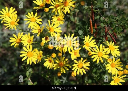 Fleurs jaune maranta close-up sur fond vert sombre Banque D'Images