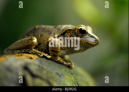 Rainette, commune bordée de quatre Rainette, ou blanc-lipped Tree Frog (Polypedates leucomystax), plus de petites îles, au sud-est Banque D'Images