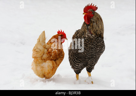 Les oiseaux domestiques (Gallus gallus domesticus) Banque D'Images