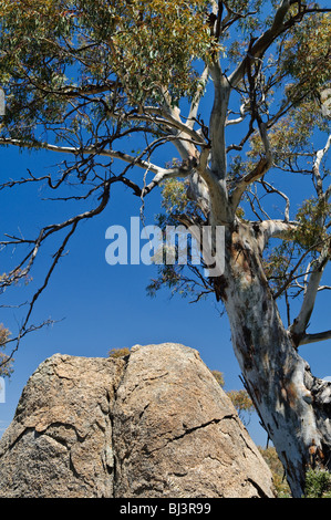 MONARO, Australie — le vaste paysage rural de la région de Monaro se déploie le long de la Monaro Highway. Des collines ondulantes couvertes d'herbe dorée s'étendent jusqu'à l'horizon, parsemées de gommiers éparpillés, illustrant la beauté austère du haut pays de Nouvelle-Galles du Sud. Banque D'Images