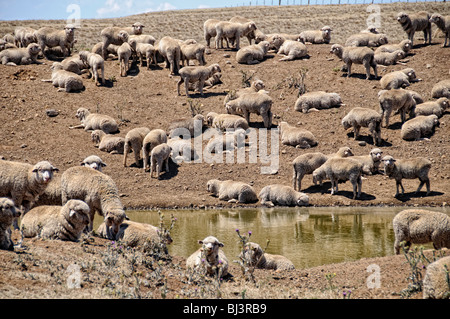 Pâturage des moutons la sécheresse a affecté Land Outback Australia // OUTBACK, Australia — les moutons paissent sur des terres arides et desséchées dans une ferme d'une campagne australienne frappée par la sécheresse. Le paysage aride, avec sa terre fissurée et sa végétation clairsemée, illustre les conditions difficiles auxquelles sont confrontés les agriculteurs et le bétail dans l'Outback australien lors de périodes de sécheresse prolongées. Banque D'Images