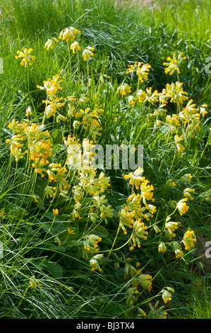 Coucou bleu / Primula veris allant à la semence dans l'herbe haute - France. Banque D'Images