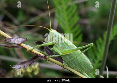 Plan macro sur grande sauterelle verte sur l'herbe Banque D'Images