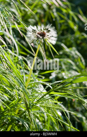 / Pissenlit Taraxacum vulgaria passe à la semence dans l'herbe haute - France. Banque D'Images