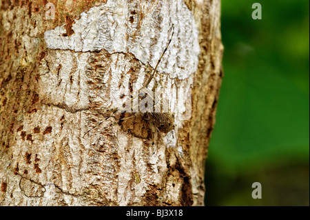 Les insectes jungle de Laos Banque D'Images