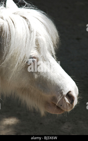 Poney Shetland miniature blanc. Banque D'Images