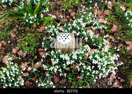 St Leonards church beoley perce-neige en hiver avec worcestershire fleur. Banque D'Images