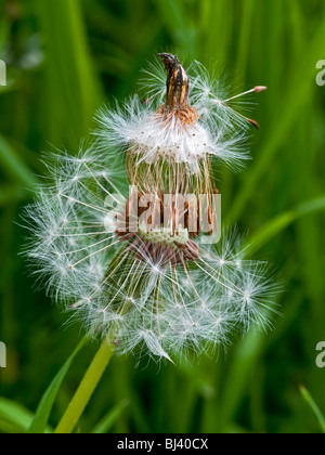 / Pissenlit Taraxacum vulgaria - Semences de France. Banque D'Images